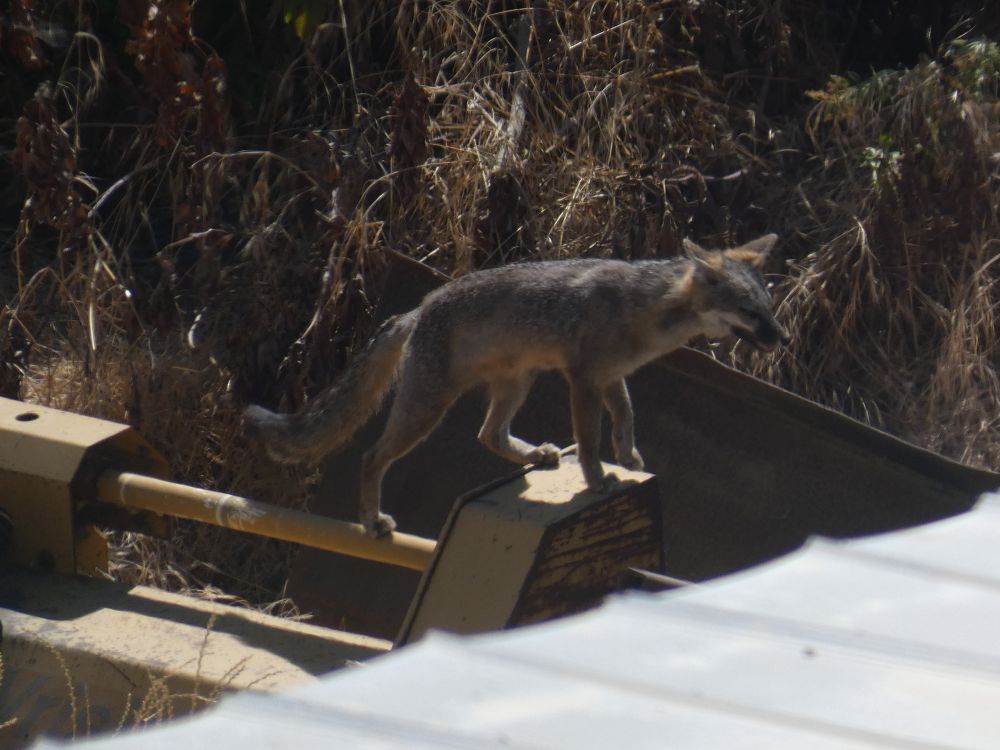 Fox walking on some equipment