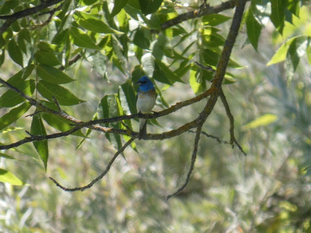 Blue bird on a branch