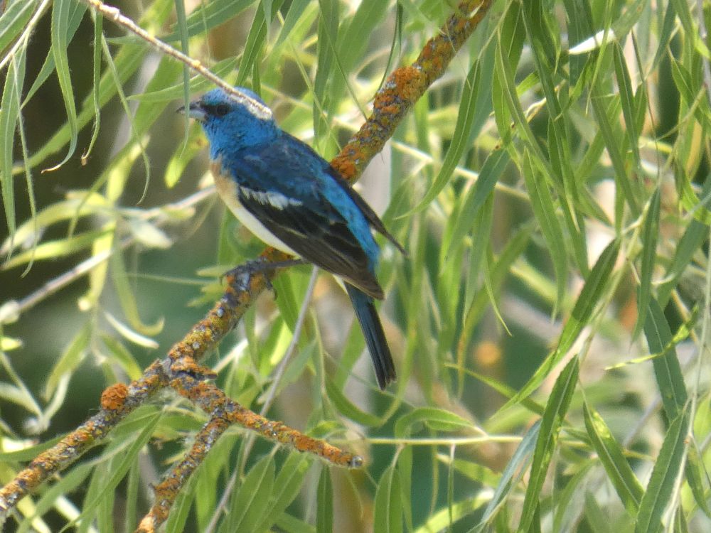 Blue bird on a branch