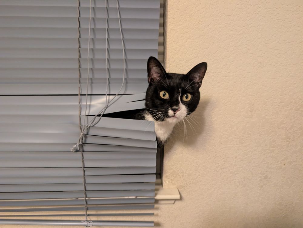 Cat looking out from behind window blinds