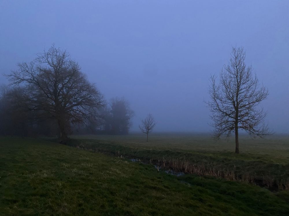Arbres dont les branchages se découpent sur un ciel gris épais, herbe et fossé empli d’eau au premier plan