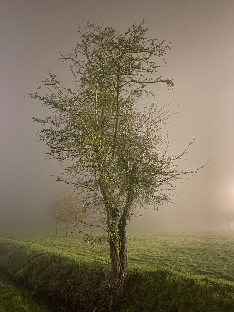 Arbre dans le brouillard, éclairé par la lumière d’un projecteur 
