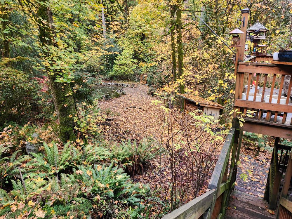 A wooded area with trees and ferns visible from a deck, with an open area covered with orange and yellow and brown leaves