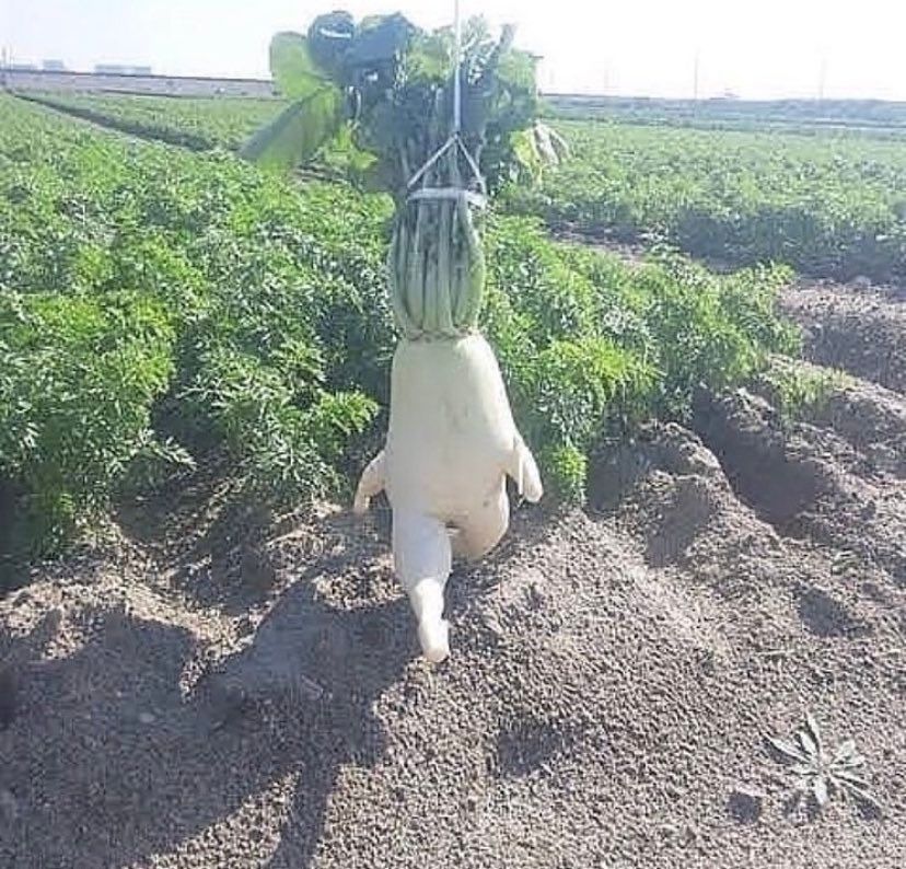 An image of a turnip with legs which appears to be mid-stride, walking away from the viewer.