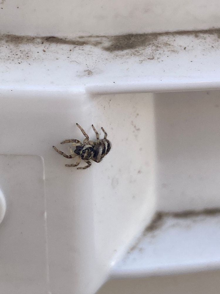 Different perspective of same spider on rim of bucket 