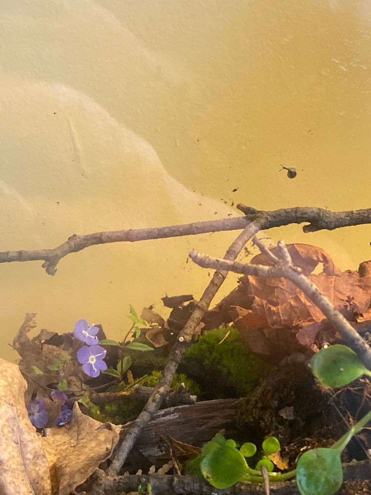 A segment of living terrarium enclosure featuring some little purple flowers, mosses, sticks, leaves and a tiny snail 