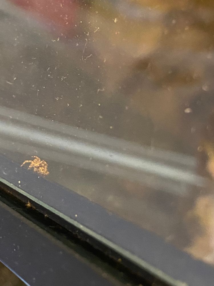Male Attulus Fasciger lifting a leg in a wave at top of glass enclosure 