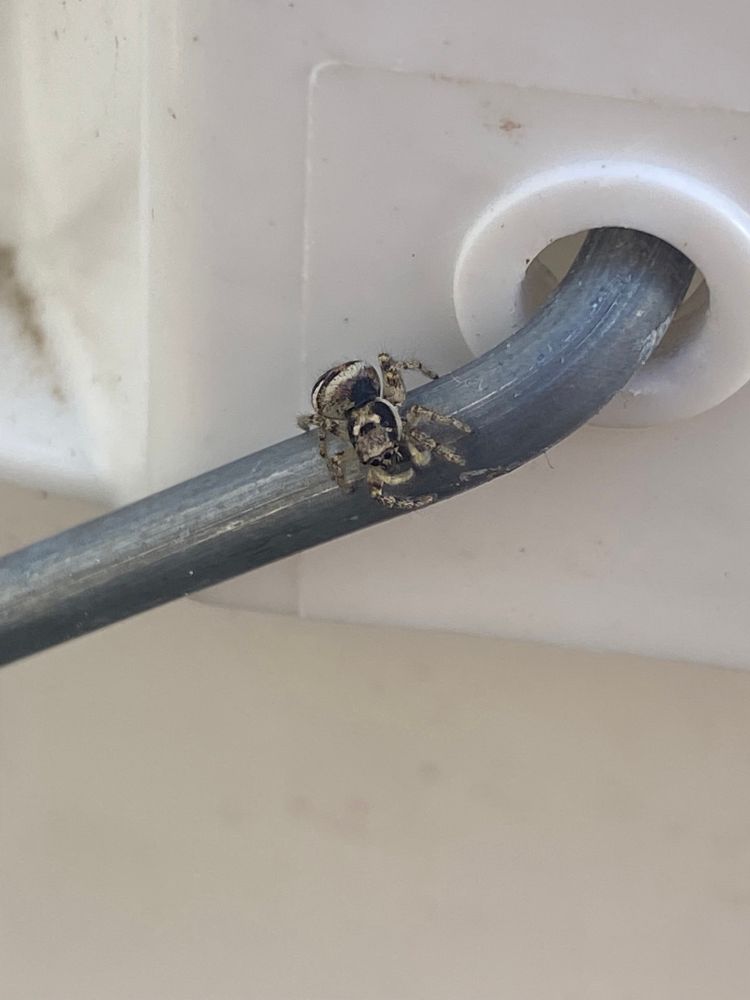 Zebra jumper on same handle