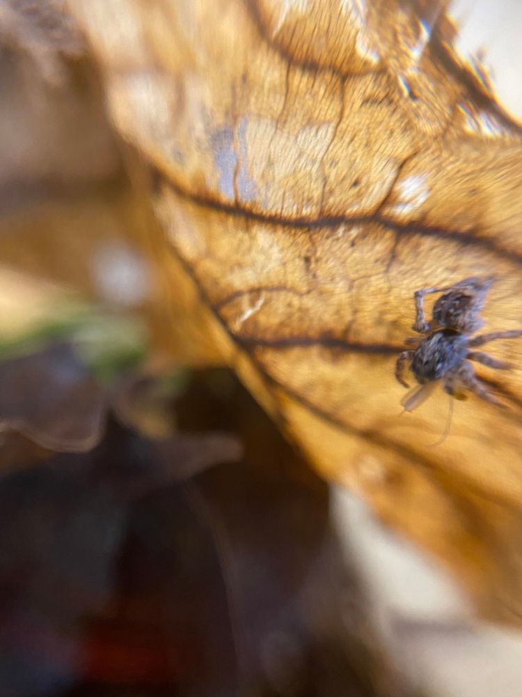 Small Asian wall jumping spider with a gnat fly in its chelicerae 