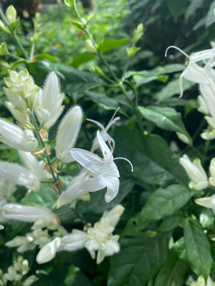 Whirling butterfly OR white ginger Lilly (feel free to weigh in and I will edit!) up close 