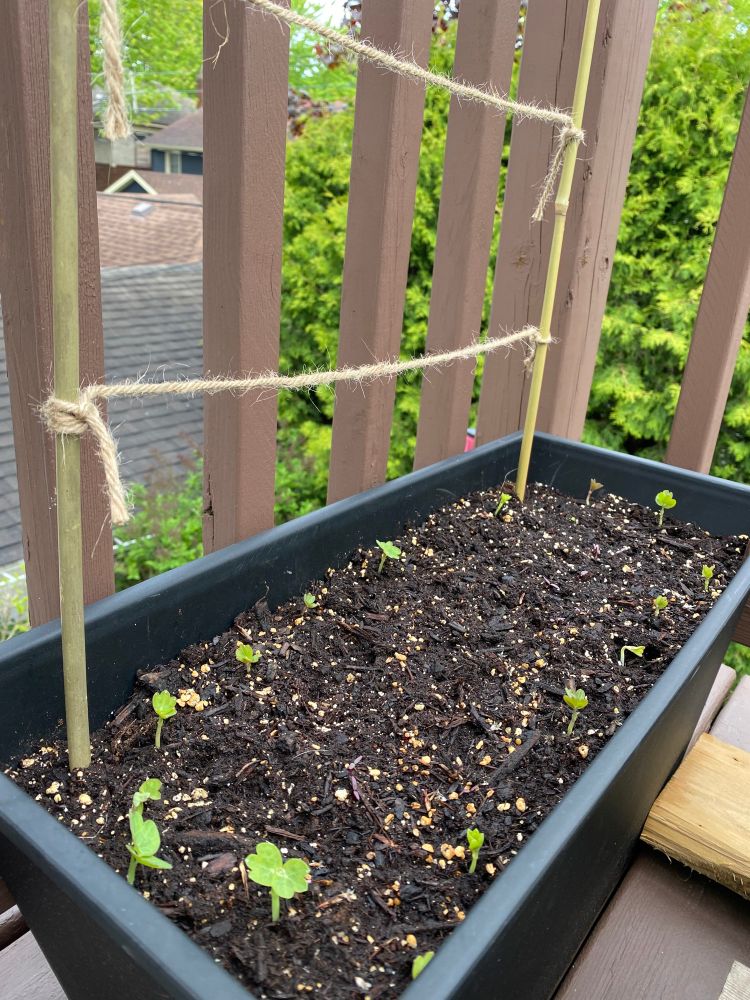 Nasturtium sprouts coming up after a night of rain in a patio garden  