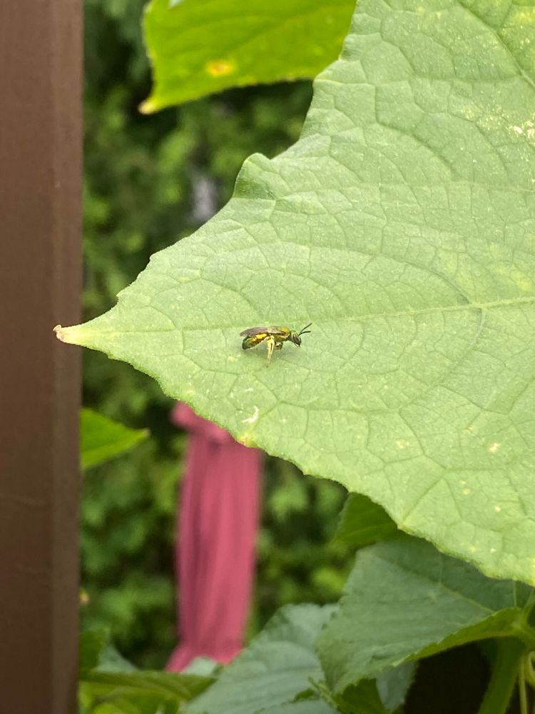 A very small sweat bee on a leaf in the garden (lasioglossum halictidae) it is a bright emerald green colour with visible pollen on its leg as it rests on a cucumber leaf
