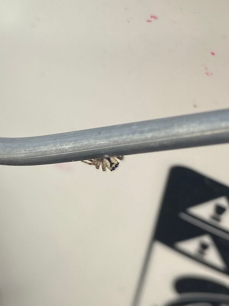 Zebra jumper peeking head over bucket handle