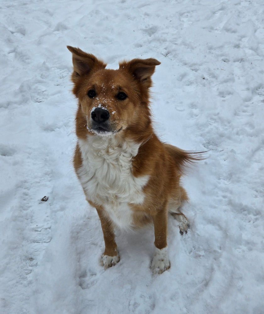 An orange dog sitting in the snow waits for a ball to be thrown 