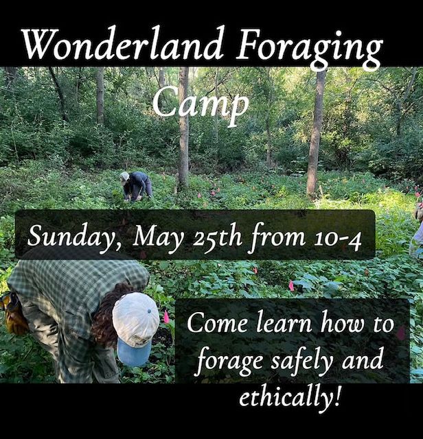 Words over a background photo of 2 people bent over working in our tree nursery, in a wooded area full of green leaves and dappled sunlight say "Wonderland Foraging Camp Sunday, May 25th from 10-4 Come learn how to forage safely and ethically!"