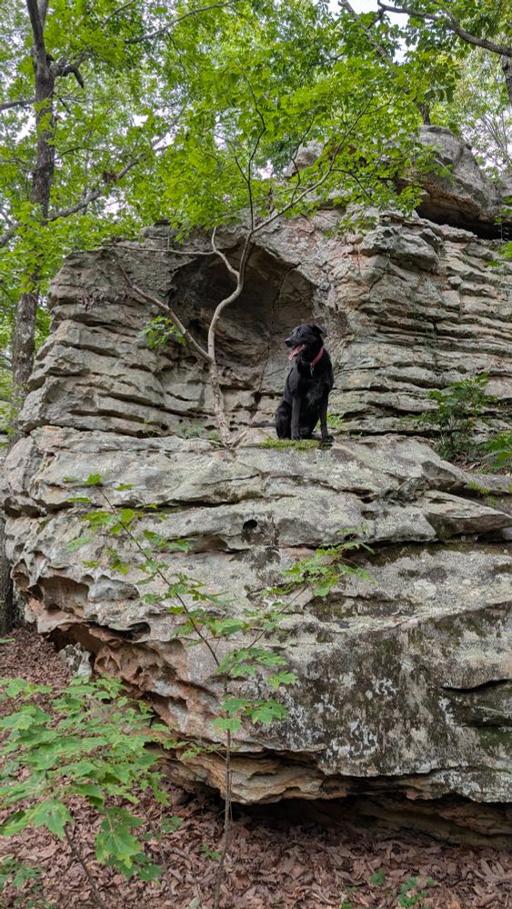My dog, Daisy, modelling her best pose on a boulder at Citadel Rocks. Dog, boulders, mountaineering, hiking, rock climbing