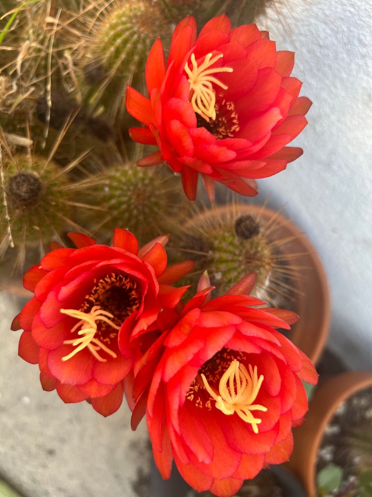 A cluster of 3 bright red cactus flowers
