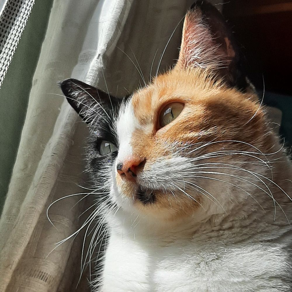 Foto en primer plano de una gata tricolor.
