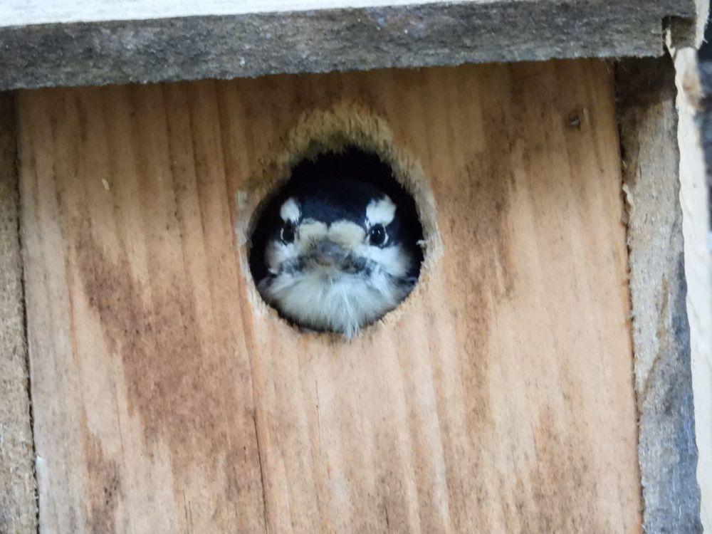 Black and white face of a woodpecker peering through the whole of a nestbox