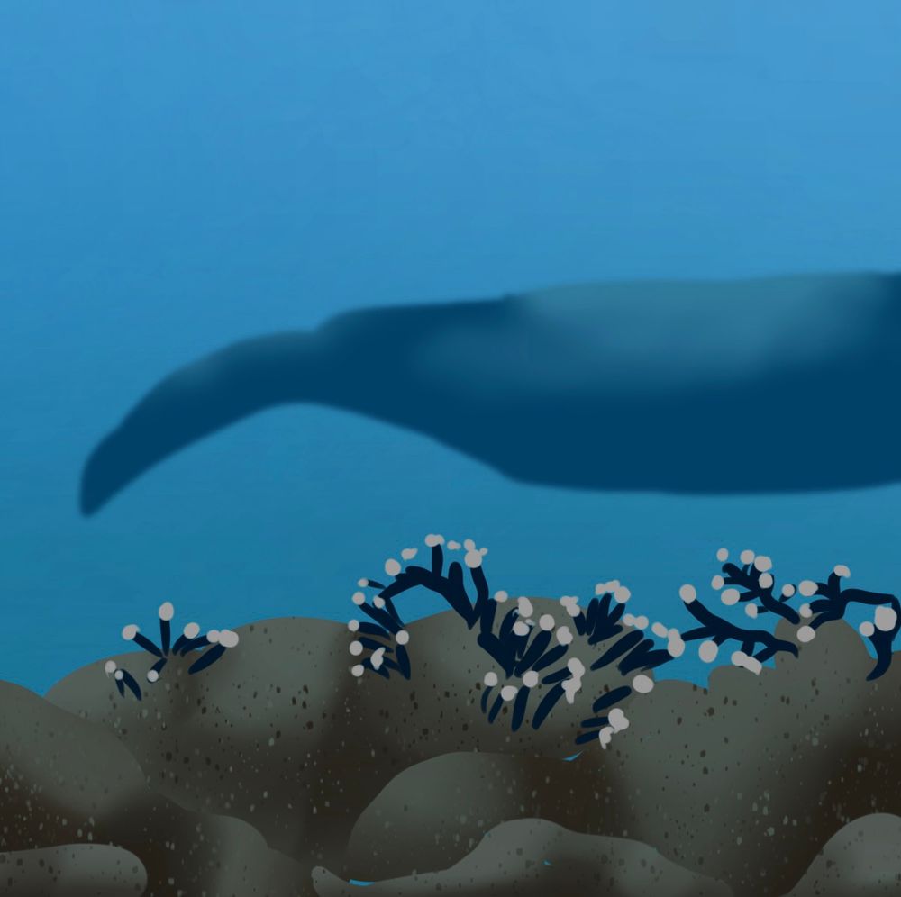 An illustration of a manatee’s tail swimming over coral and sea plants
