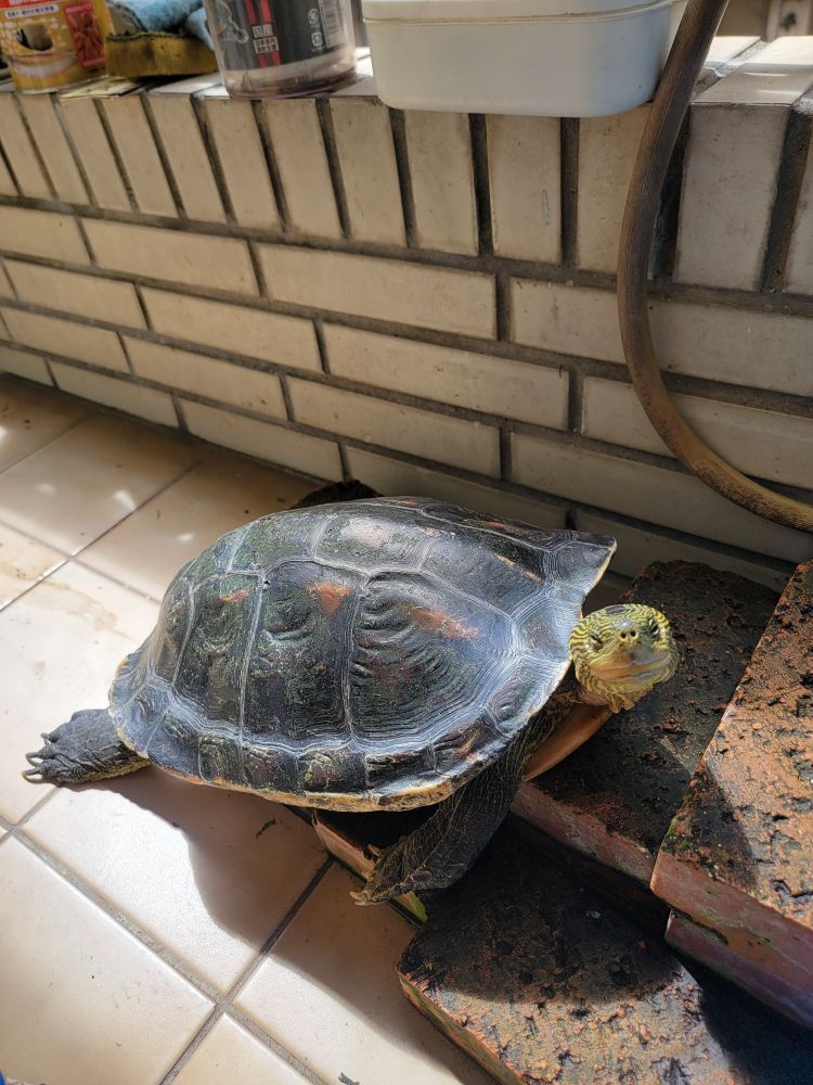 My pet turtle is lying on her stairs and get some sunbathe.