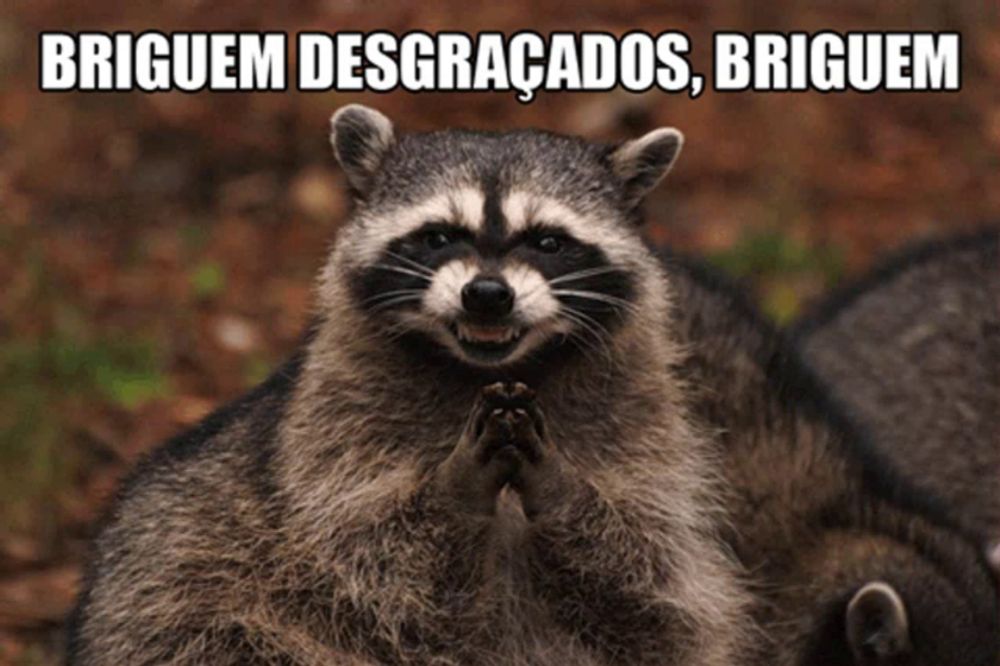 a picture of a raccoon with the caption ' briguem desgracados '