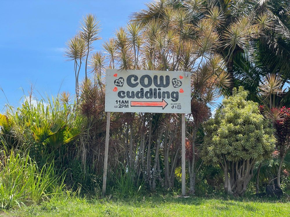 Large white sign that says “cow cuddling”