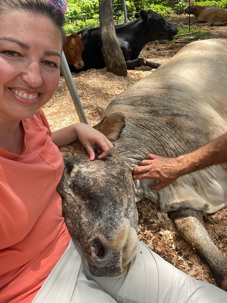 Photo of me in orange shirt with a large cow resting its head on my lap 