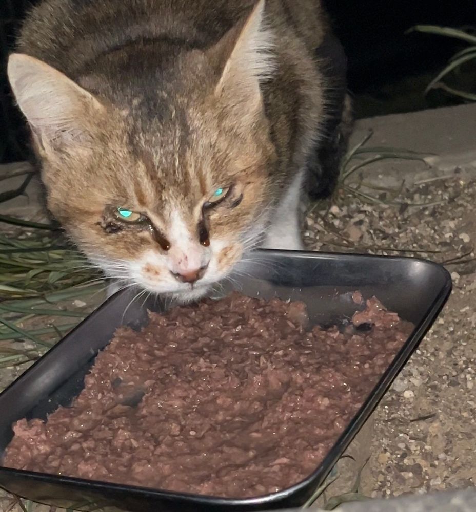 Closeup night photo of a brown cat standing over a metal tray of wet cat food, outside on the dirt. The cat’s eyes are goopy and leaking down its nose.