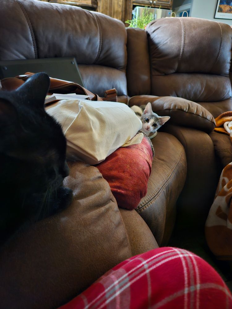 A black cat sits peacefully with her eyes closed while a tuxedo kitten sits 3 feet away plotting mischief. 