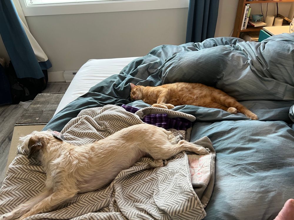 A small white dog and an orange cat of approximately the same size lounge in almost the same way on a big fluffy, dark, green and gray duvet on a bed with a window close by shedding light on them