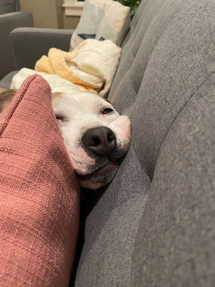 dog with face smushed against a pillow and couch