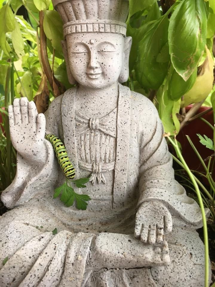 Small resin Buddha situated where I have parsley planted. A black seallowtail caterpillar is climbing over his arm to get to a piece of parsley.