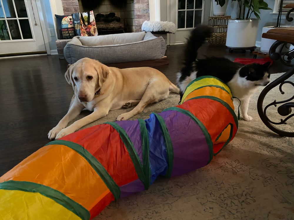 Large white lab, Ellie, and Ruby the cat playing with an expandable tunnel