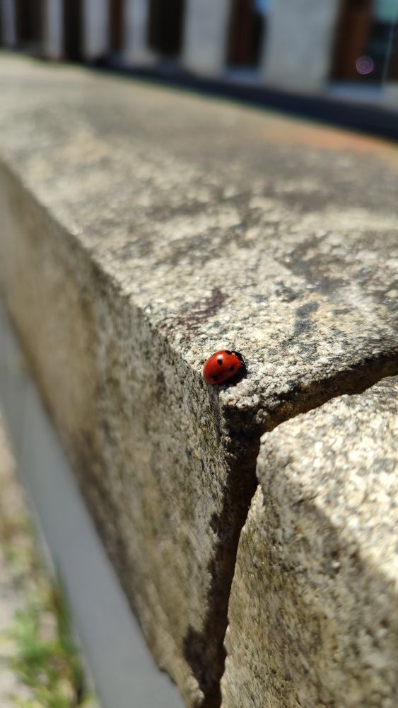 Uma joaninha pousada sobre um muro de pedra