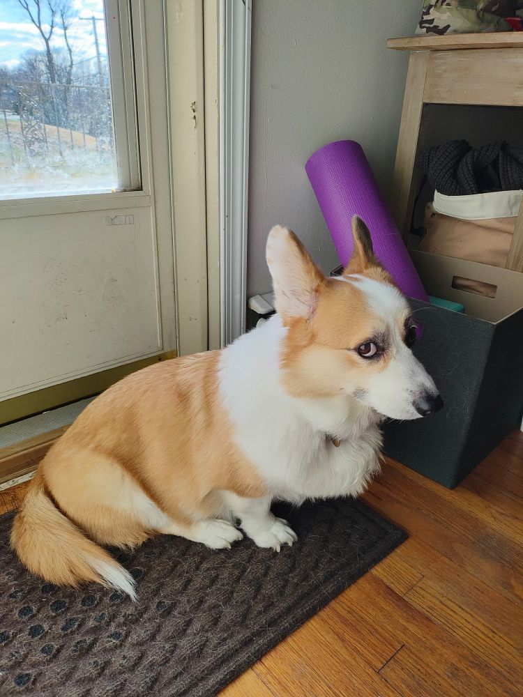 Corgi ignoring owner and glancing at them from the side of their eye