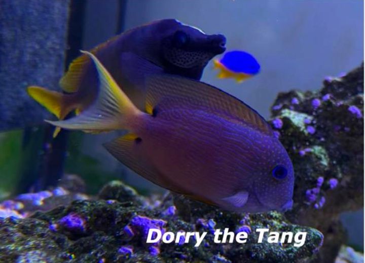 Fiona's tang fish named Dorry matches the spike colors