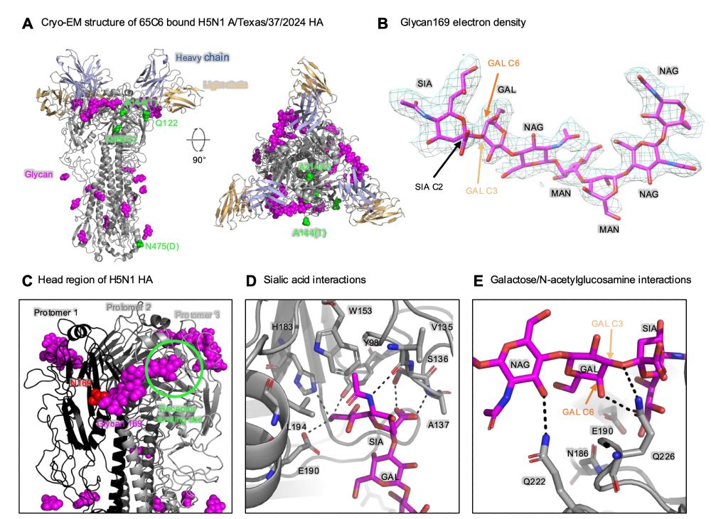 image from Kwong preprint showing HA structure with N169 glycan occupying receptor binding site on neighboring promoter