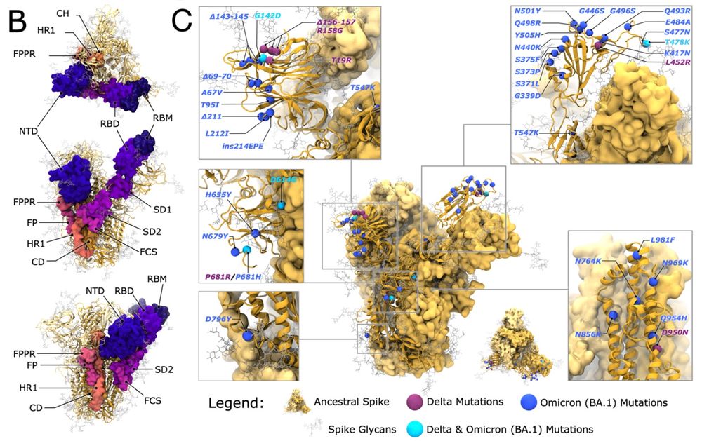 spike protein domains and mutations in VOCs
