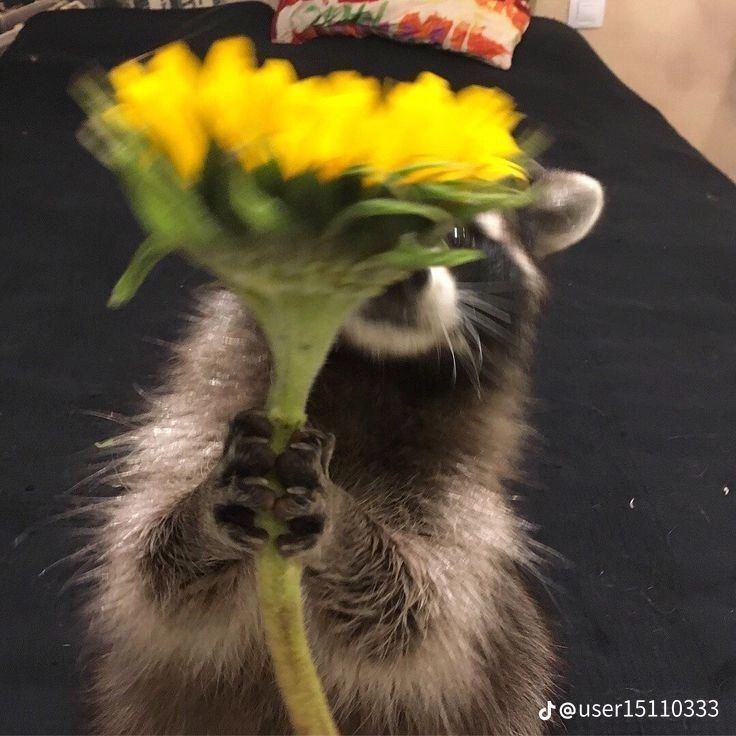 A raccoon offering a dandelion.