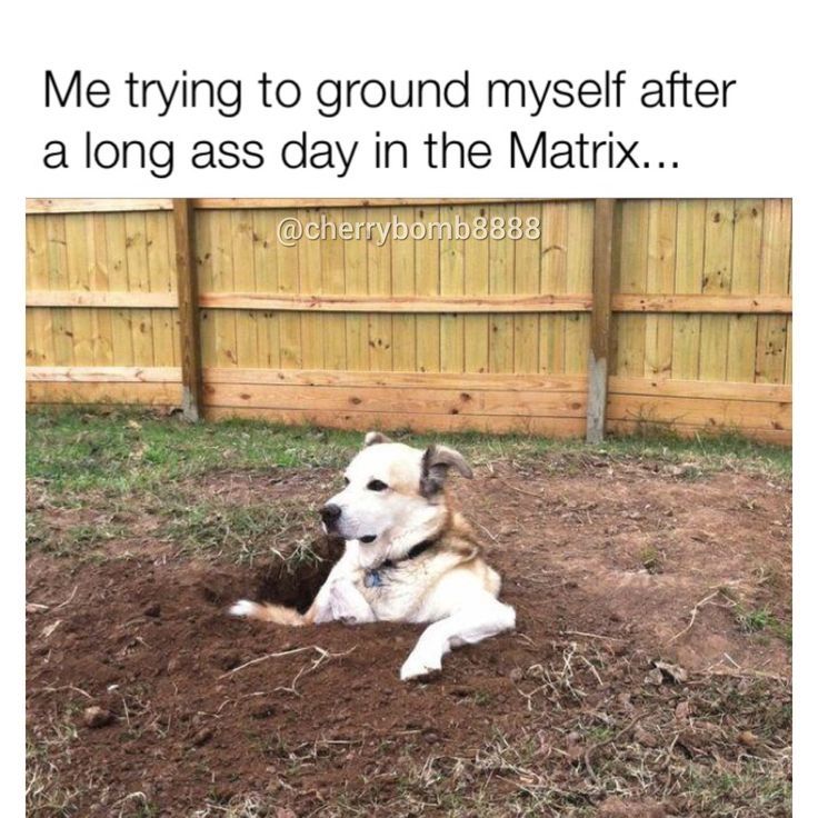 A photo of a big dog standing in a hole it seems to have dug in the ground. Only his head, upper chest & arms are poking outside the hole. His arms are resting on the ground. "Me trying to ground myself after a long ass day in the Matrix..."