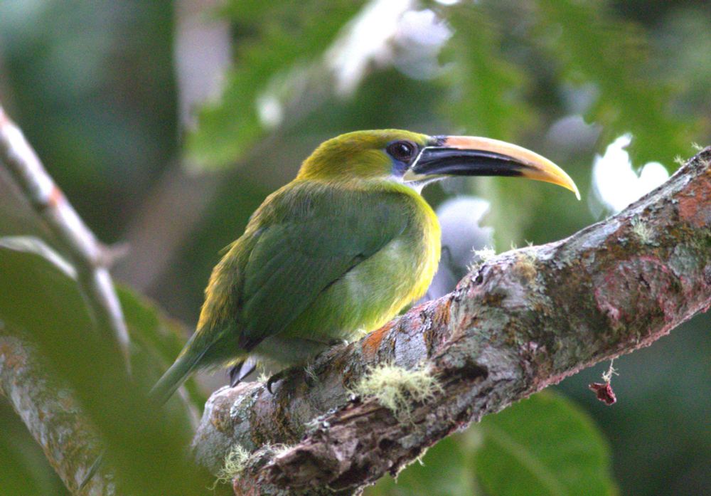Groove-billed Toucanet