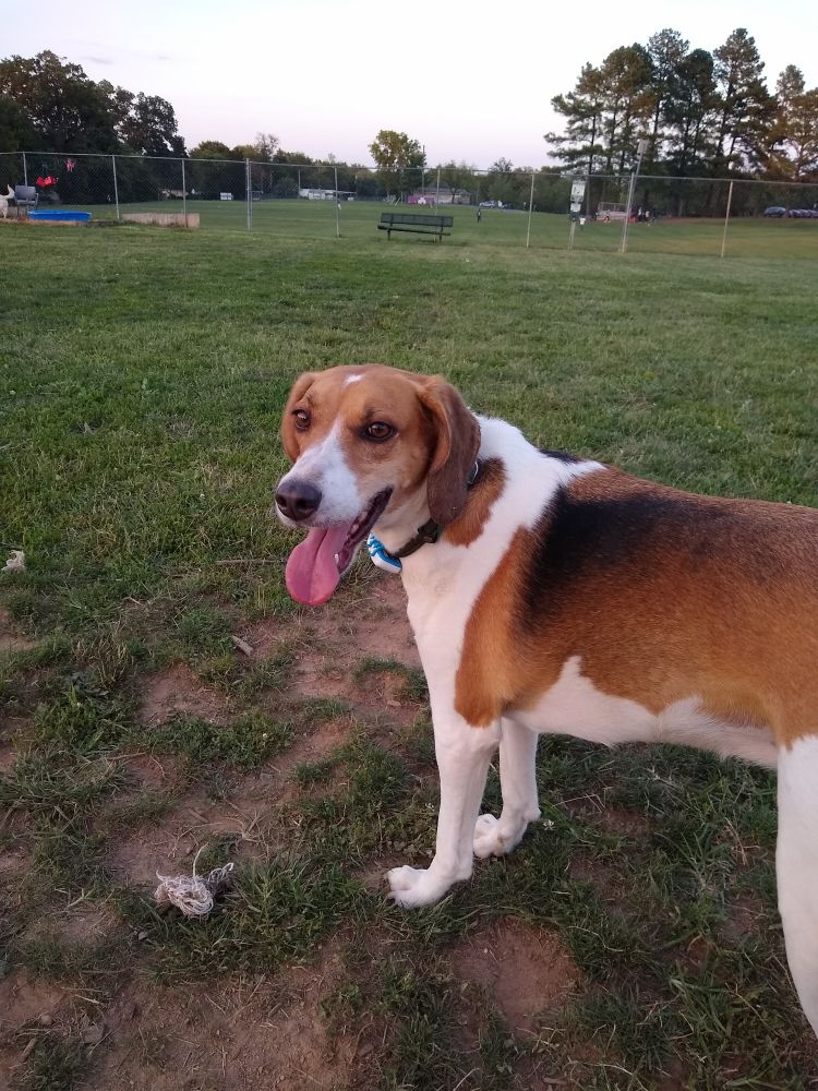 Am American Foxhound stands in a field looking back at the camera