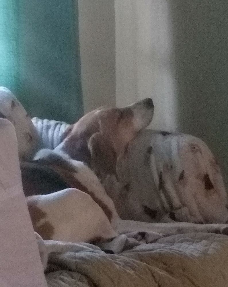 Dog sleeping with her head on the arm of the couch, looking uncomfortable