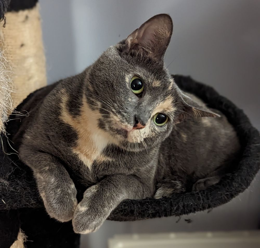 A cat with her head tilted looking inquisitive.
