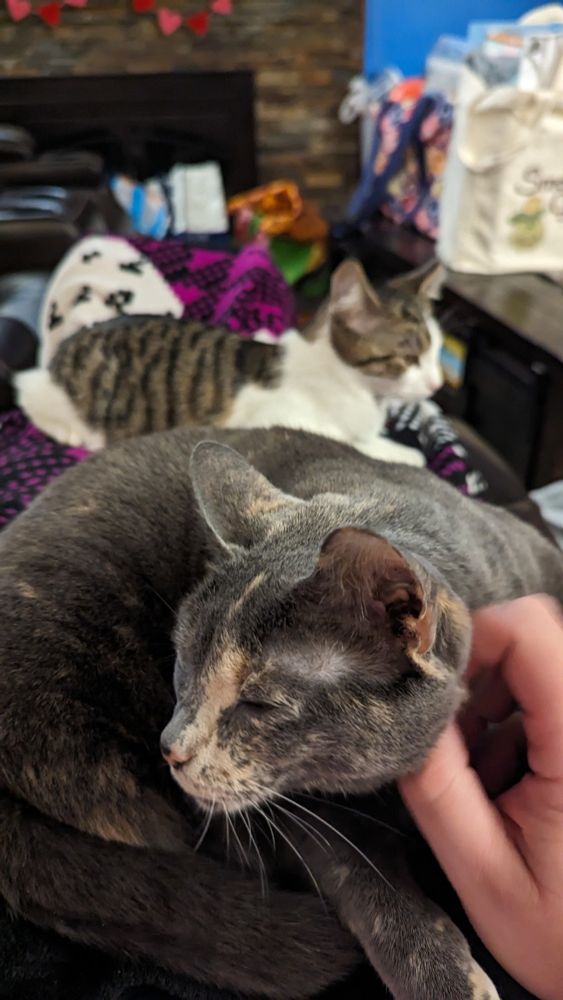It's two kitties on my lap! They are
, trust me.