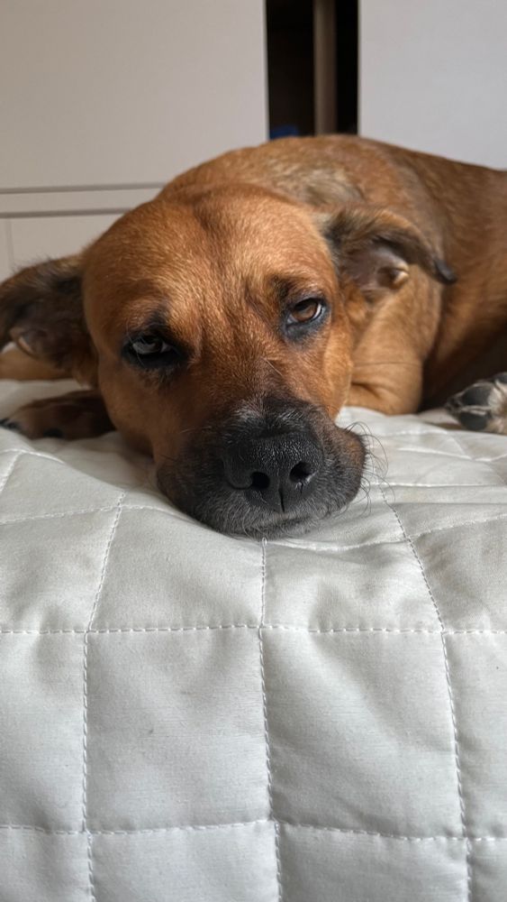 Chicó tentando dormir na minha cama enquanto eu dou um close na cara dele.