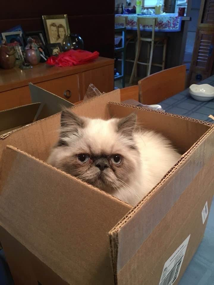 Cat in the box! 