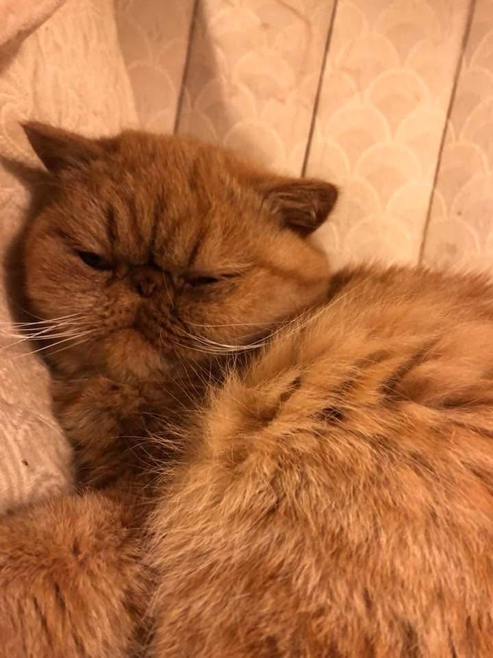 Grumpy