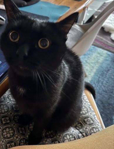 Schwarzer Kater sitzt auf einen Stuhl mit Riesen Seelenblick.
Marke „Duuuu gibst mir jetzt ein Leckerchen!
Duuu gibst mir jetzt ein…“